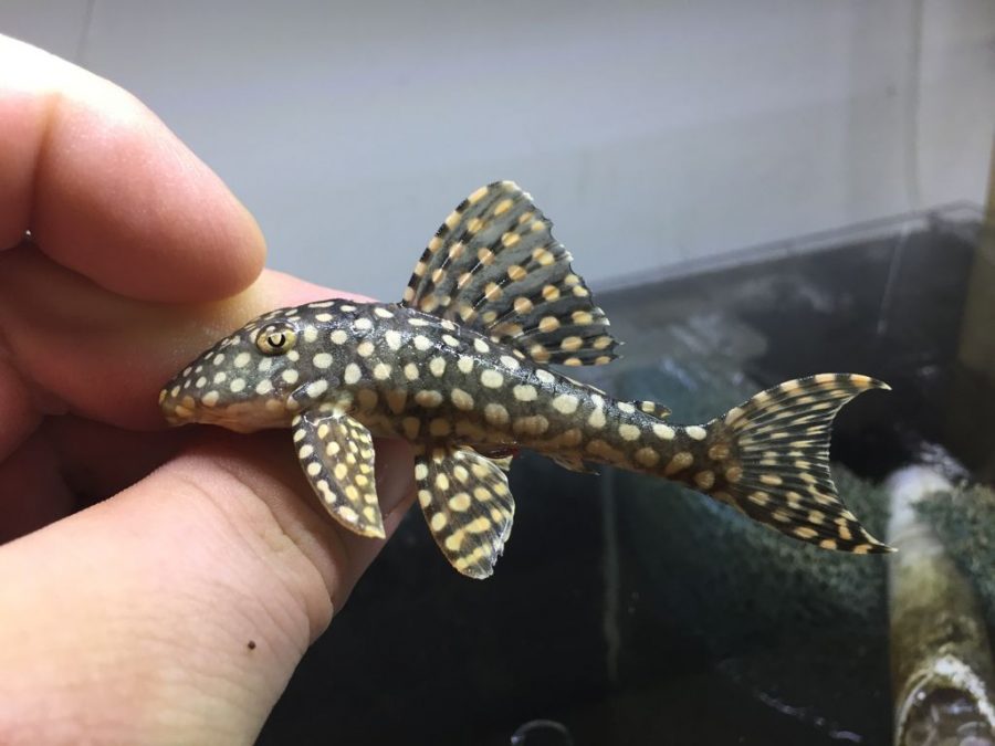 L253 Scobinancistrus Black Goldie