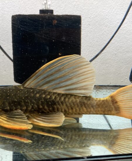 Hypostomus Luteus