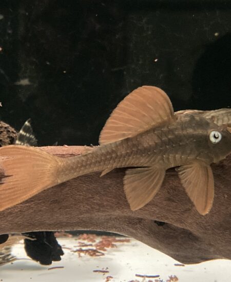 L137 Hypostomus Soniae